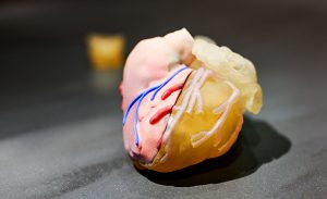 3D printed organ 