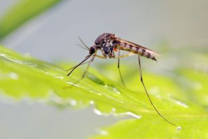Medical Entomology