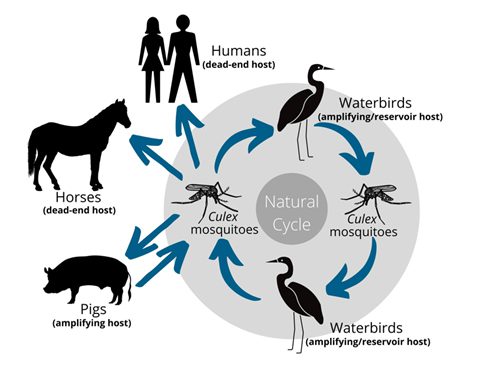 Japanese Encephalitis Virus (JEV) Japanese Encephalitis Virus (JEV)