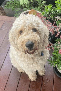 Alanna Geary's groodle named Dave