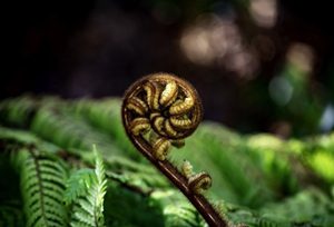Koru (Maori word for ‘loop’)