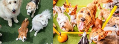 Dog montage created by Karlene Willcocks