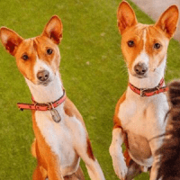 Two dogs looking at photographer