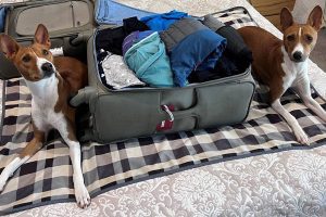 Karlene Willcocks two dogs sitting either side of an open suitcase
