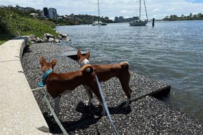 Two dogs by river looking away from camera