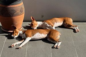 Karlene's dogs snoozing 