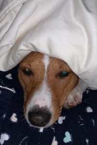 Dog hiding