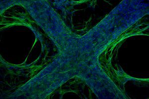 Cell Culturing Cell Culturing