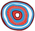 ccc-motif-central-full-colour